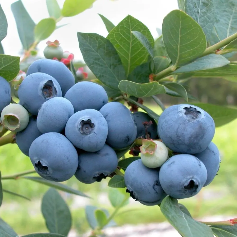 Afin productiv - Vaccinium corymbosum 'Bluecrop' D9
