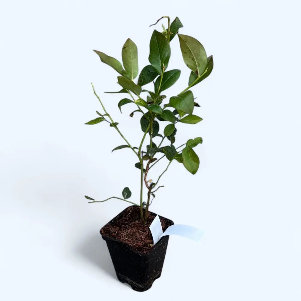 Afin productiv - Vaccinium corymbosum 'Bluecrop' D9