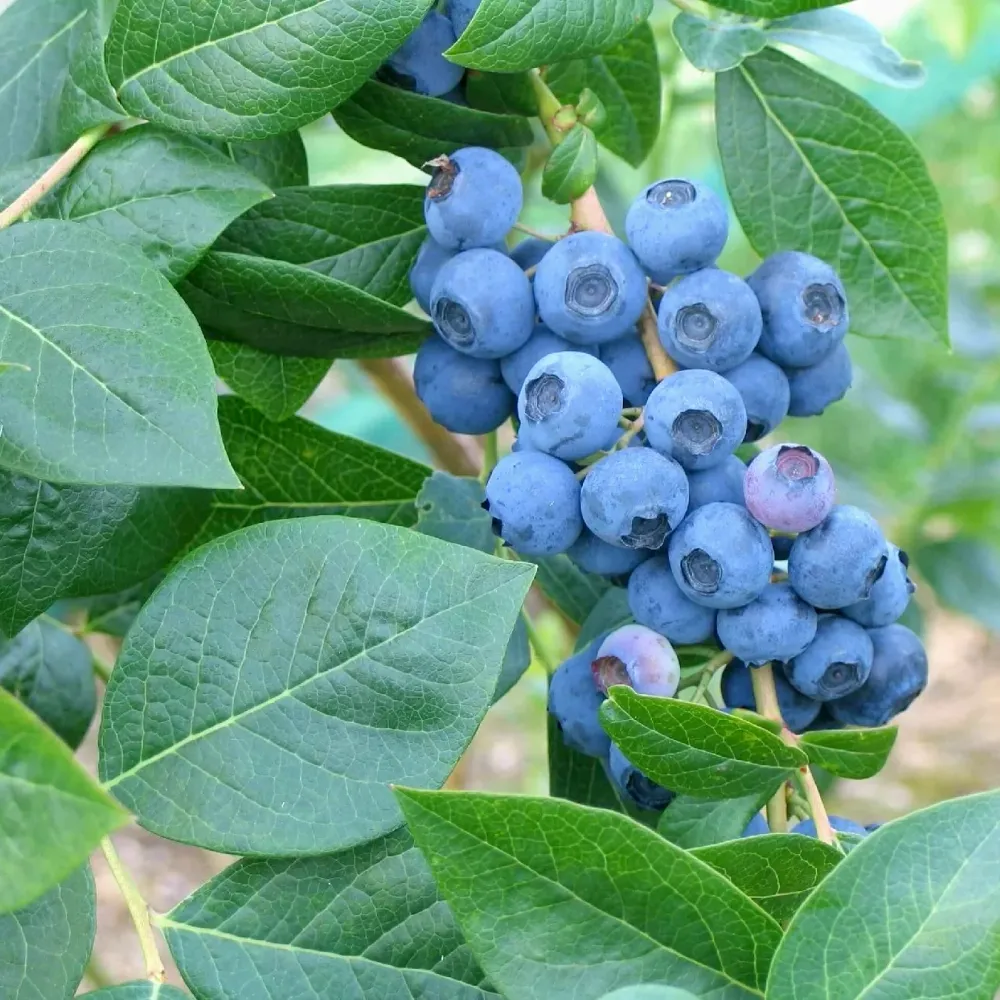 Afin productiv - Vaccinium corymbosum 'Goldtraube'