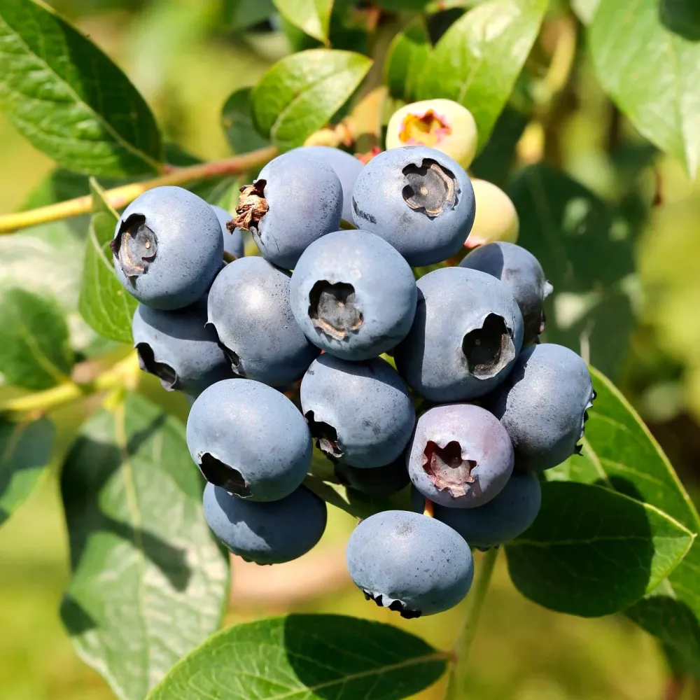 Afin productiv - Vaccinium corymbosum 'North Country'