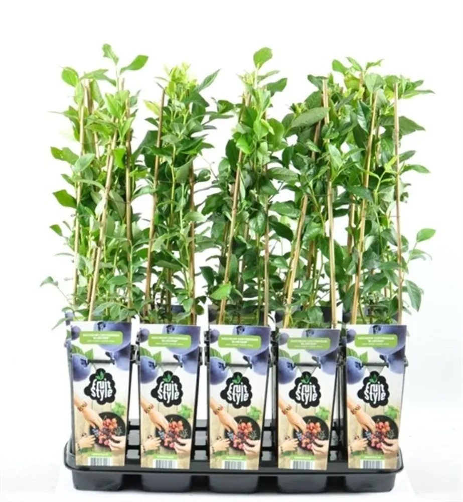 Afin productiv - Vaccinium corymbosum 'Pioneer'