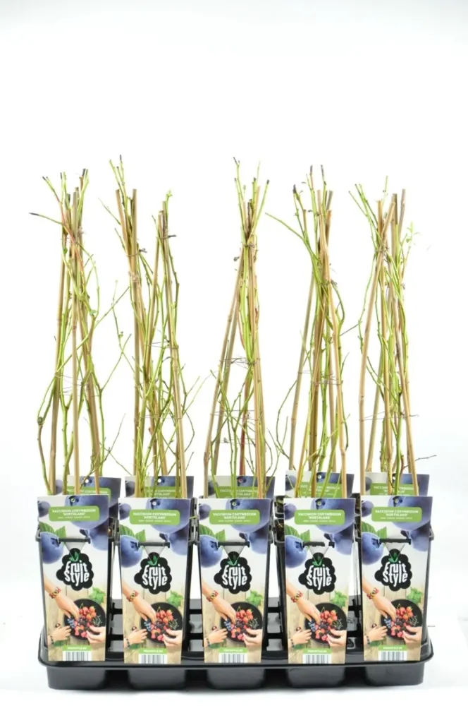 Afin productiv - Vaccinium corymbosum 'Pioneer'