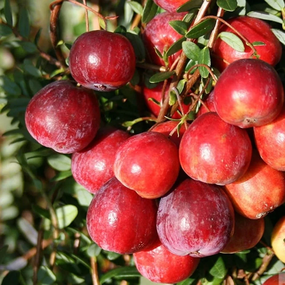 Afin rosu, merisor - Vaccinium macrocarpon 'Early Black'