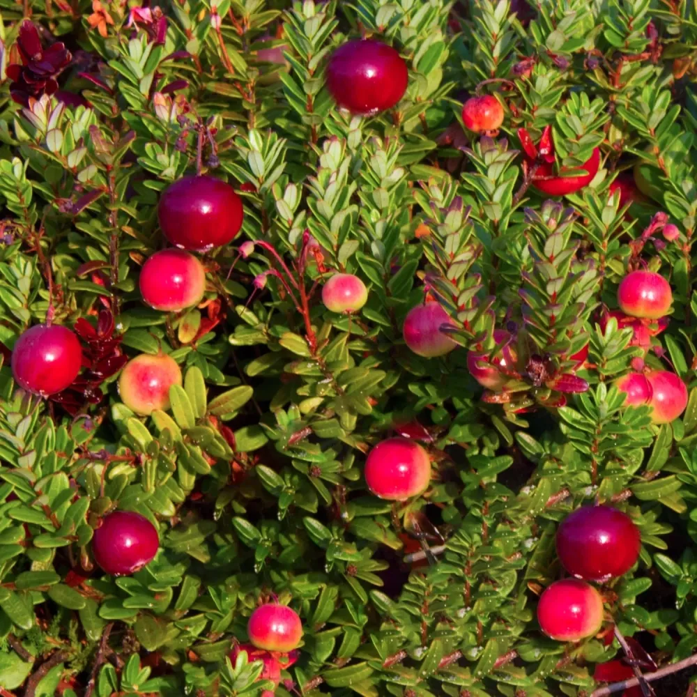 Afin rosu, merisor - Vaccinium macrocarpon 'Early Black'