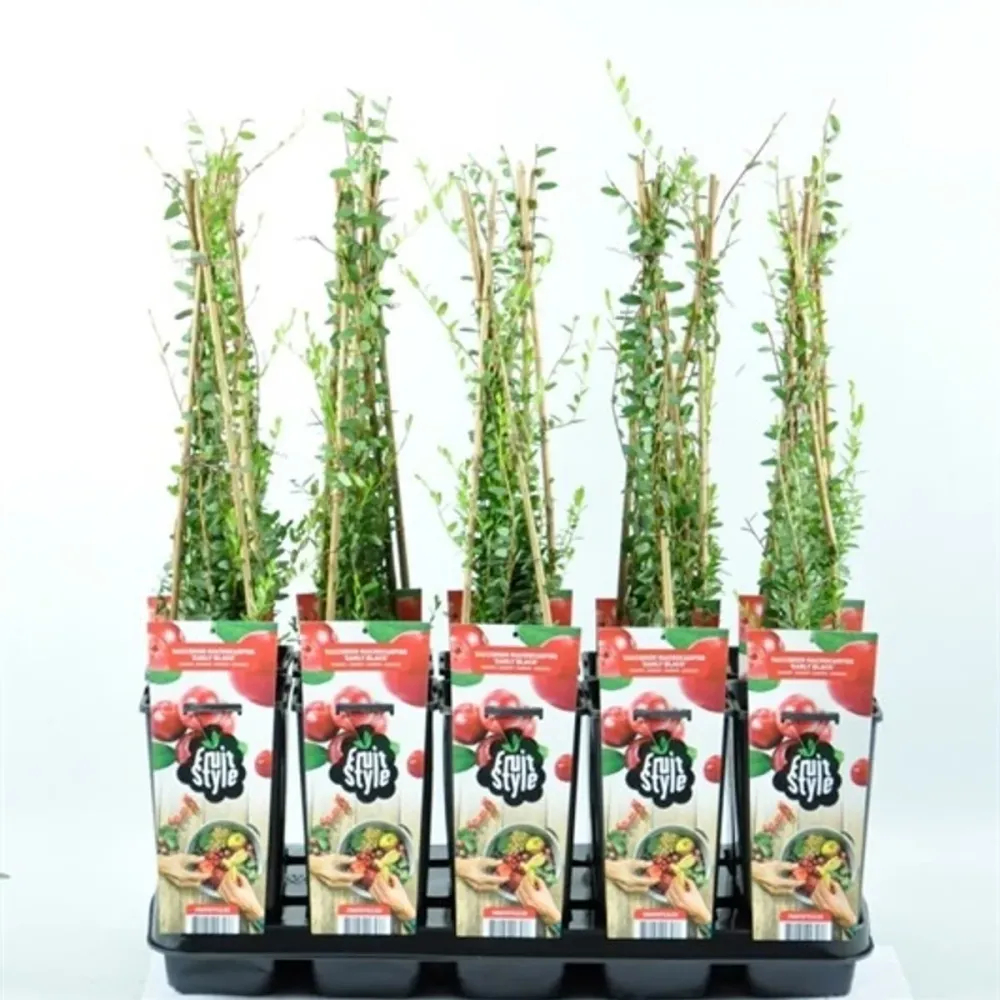Afin rosu, merisor - Vaccinium macrocarpon 'Early Black'