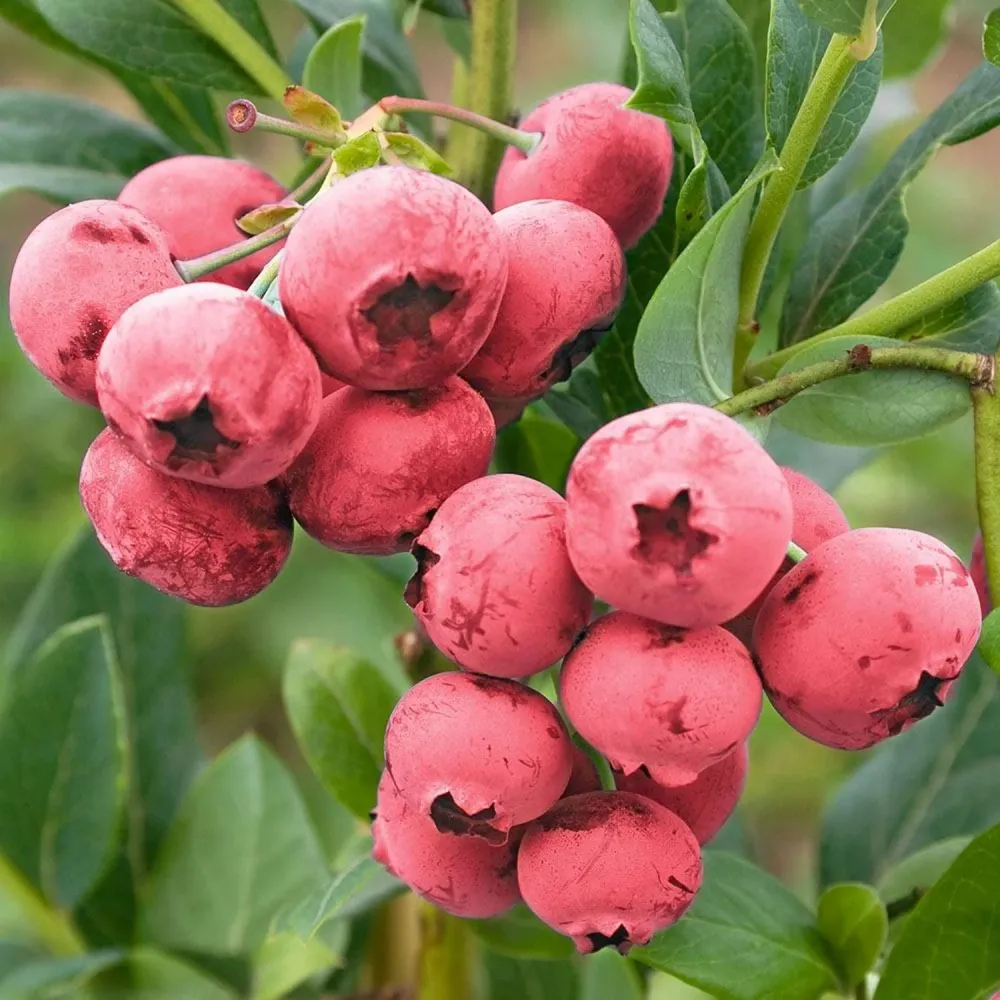 Afin roz - Vaccinium corymbosum 'Pink Lemonade' ('Pink Marmalade')