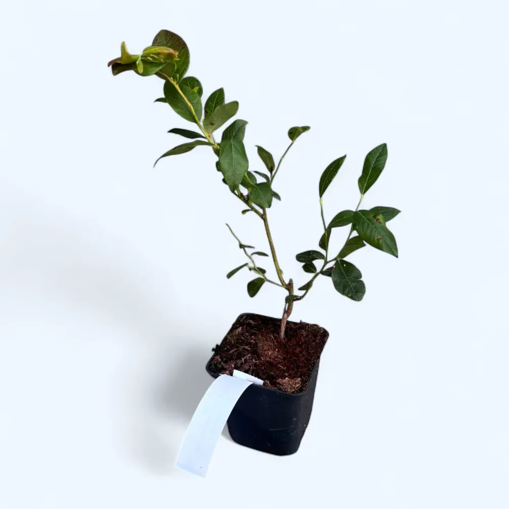 Afin timpuriu ghiveci - Vaccinium corymbosum 'Duke' D9