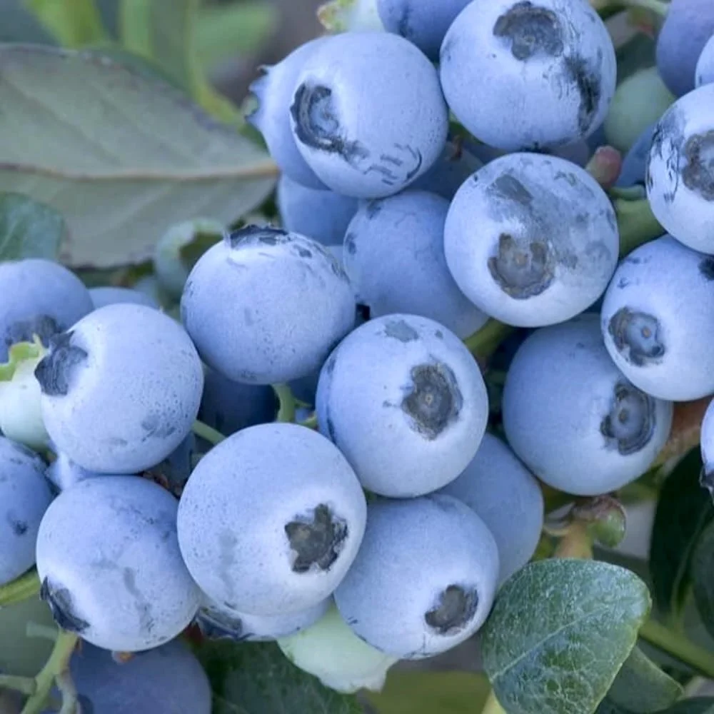 Afin timpuriu pe rod - Vaccinium corymbosum 'Early Blue' D19