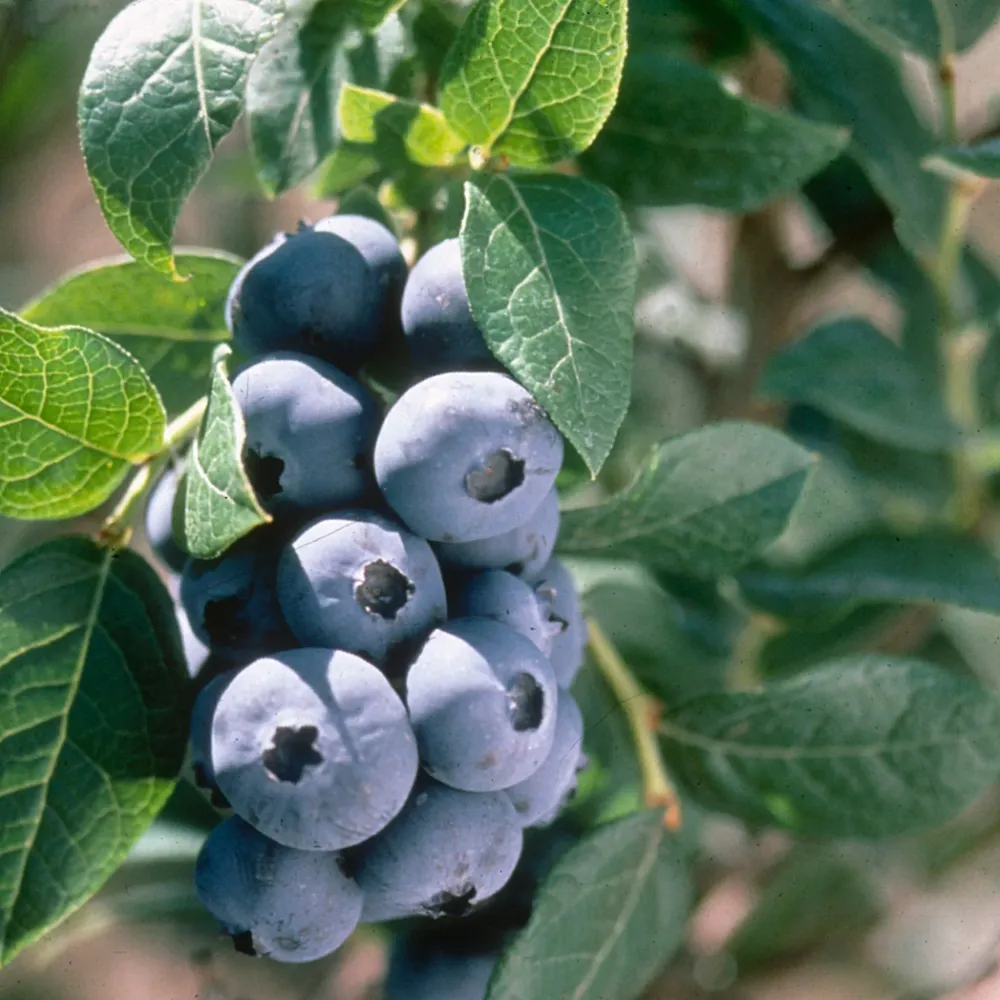 Afin de toamna cu fructe mari si dulci - Vaccinium corymbosum 'Elliott'