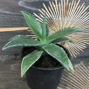 Agava americana - Agave