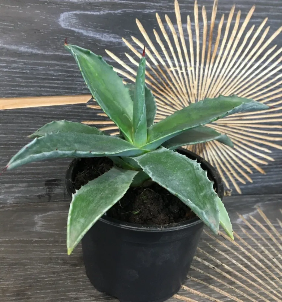 Agava americana - Agave
