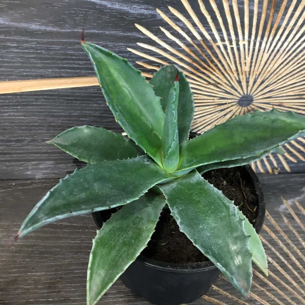 Agava americana - Agave
