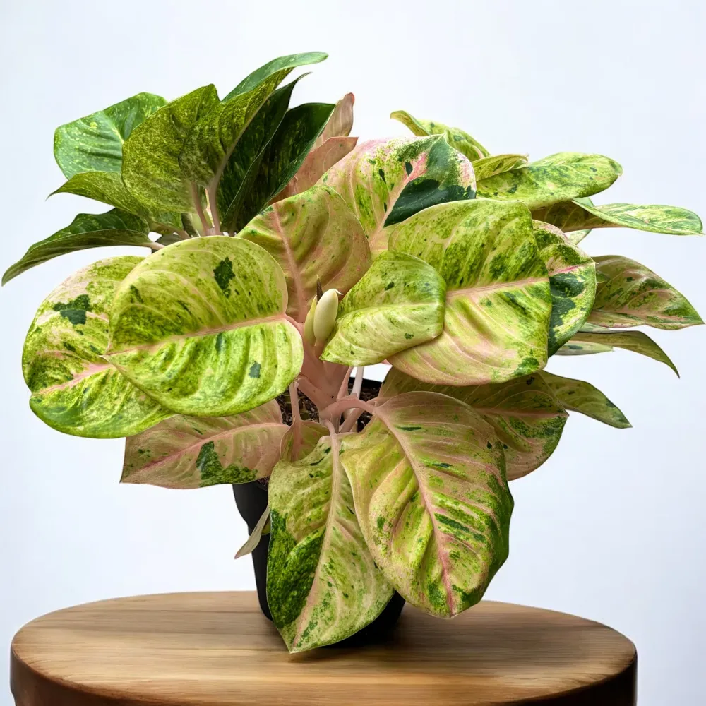 Aglaonema 'Apple Fantasy' 4pp - exemplare XL