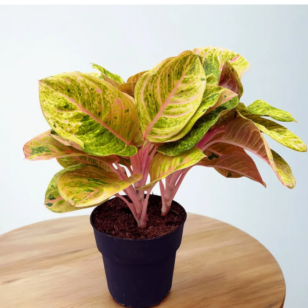 Aglaonema 'Apple Fantasy' 4pp - exemplare XL