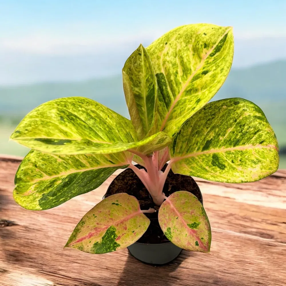 Aglaonema 'Apple Fantasy' - frunzis colorat si eleganta tropicala