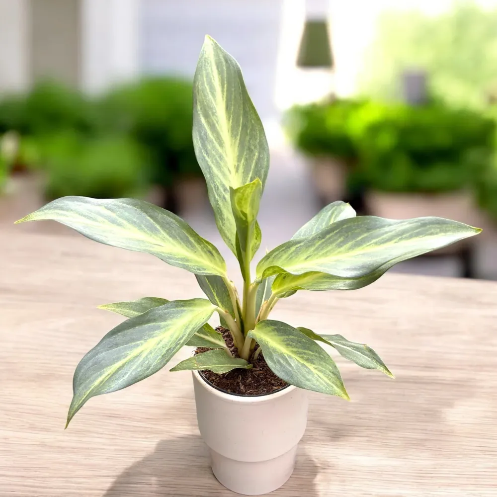 Aglaonema ‘Aqua Green’