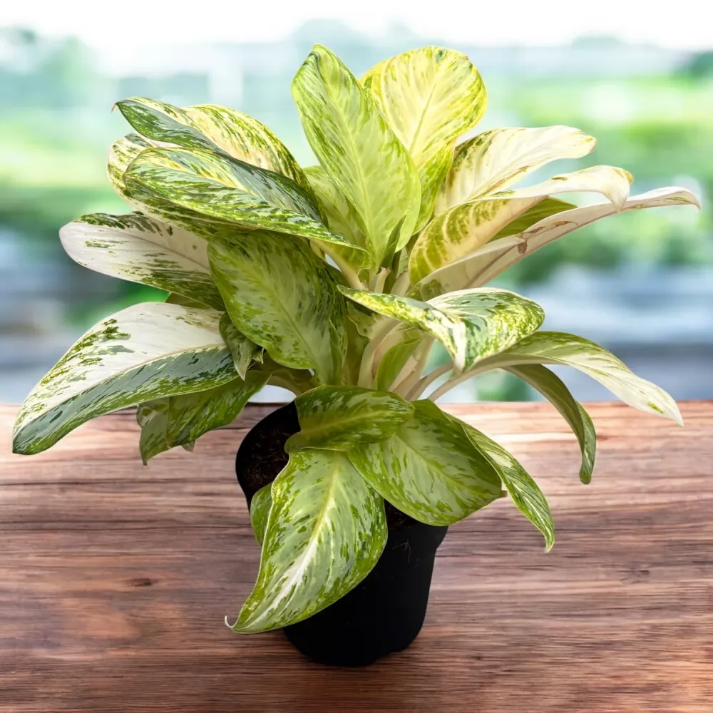 Aglaonema 'Arctic Lime' - frunzis tropical nuante de verde lime varianta XL