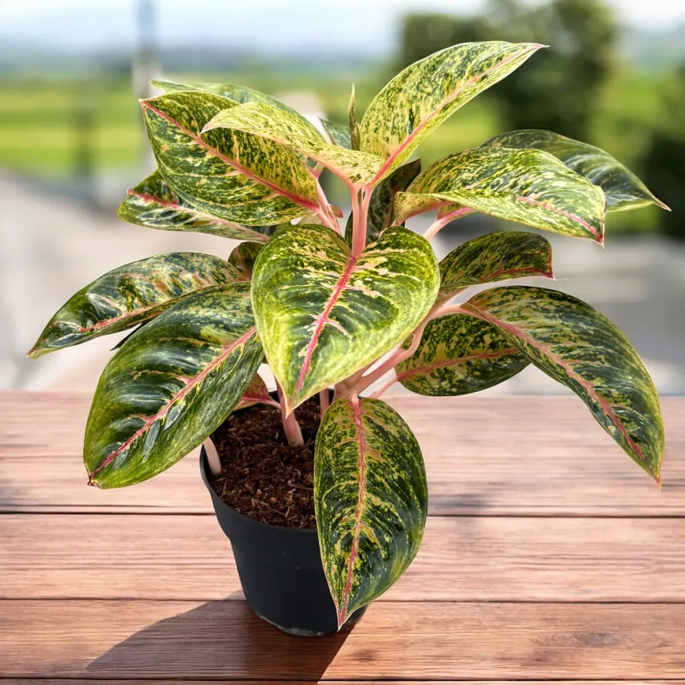 Aglaonema 'Avocado Red’ - exemplare XL