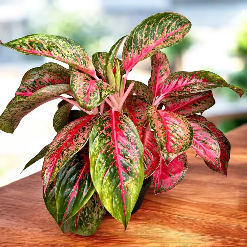 Aglaonema 'Beauty’ - exemplare XL
