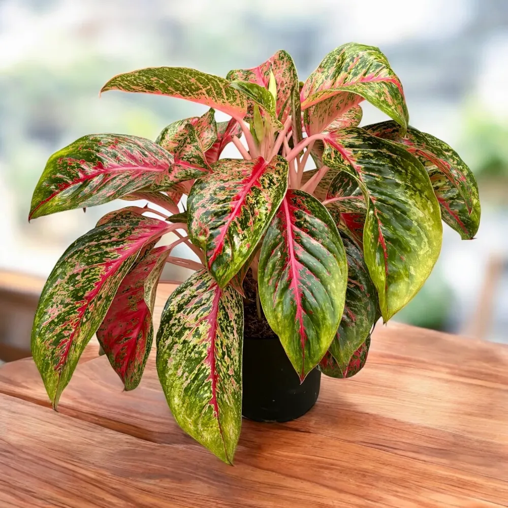 Aglaonema 'Beauty’ - exemplare XL