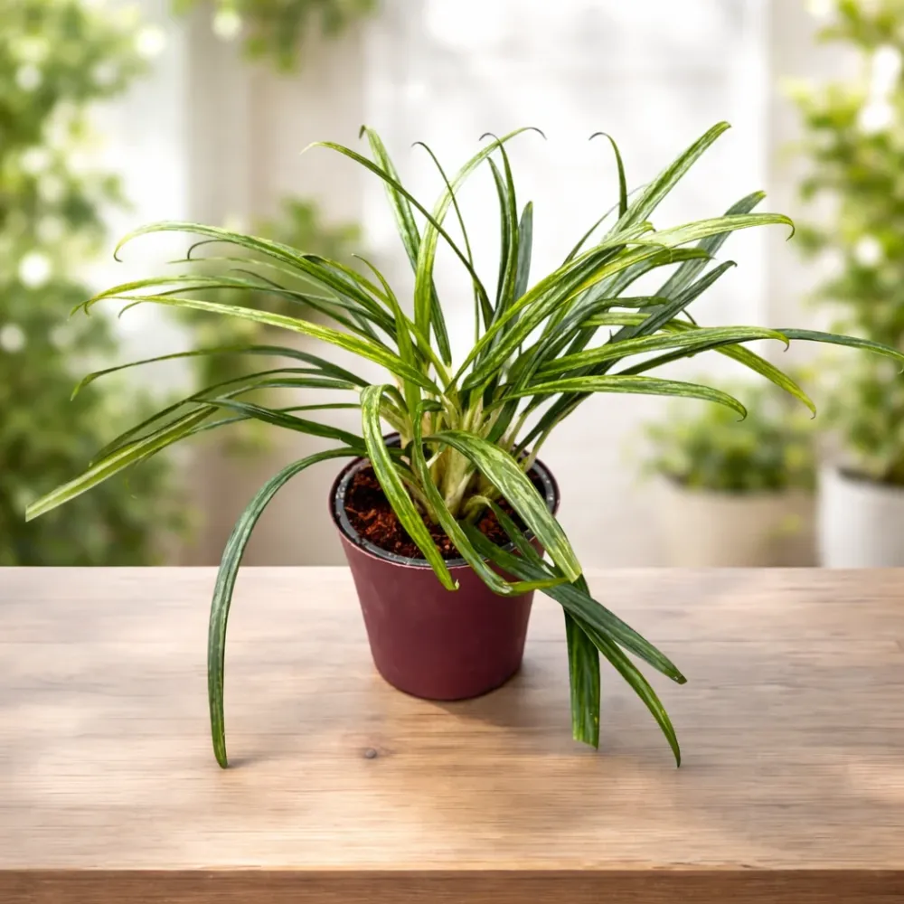 Aglaonema ‘BitKiss’ XL – planta de interior cu frunzis ingust, verde variegat