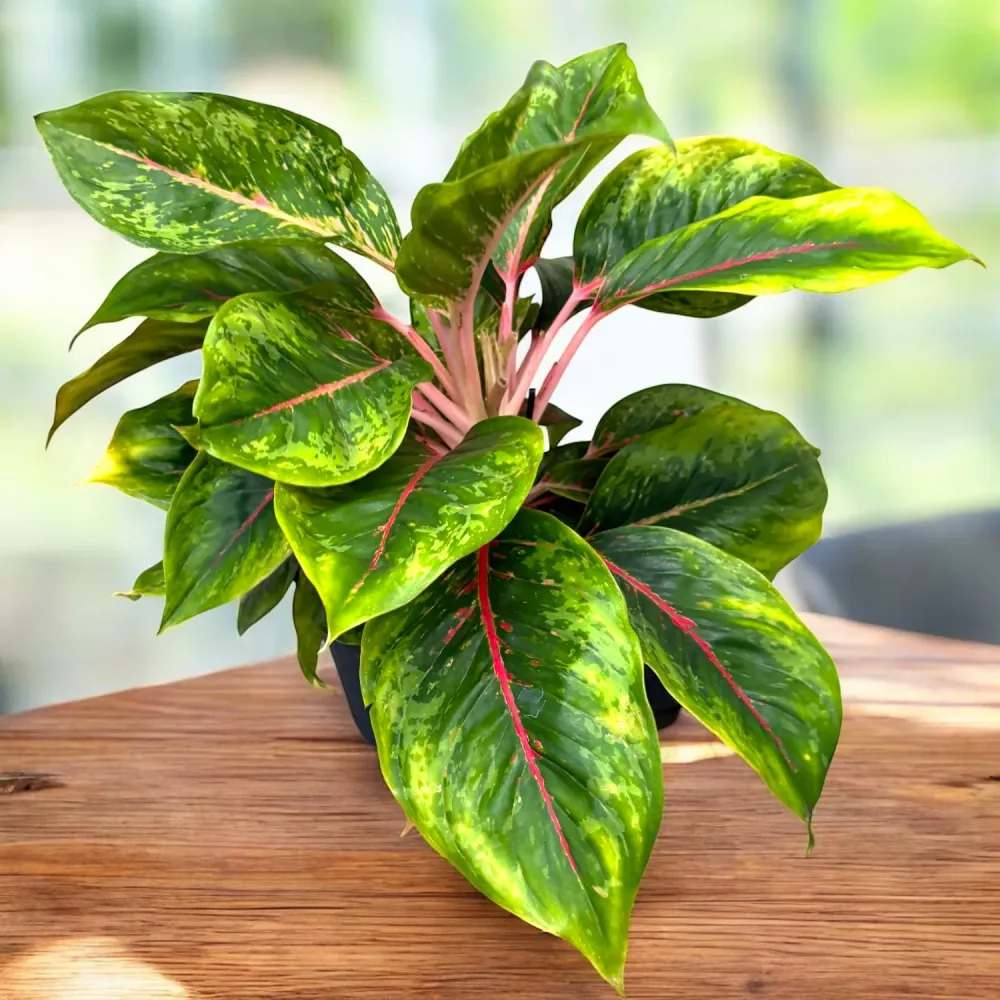 Aglaonema 'Camo Carmine' - exemplare XL