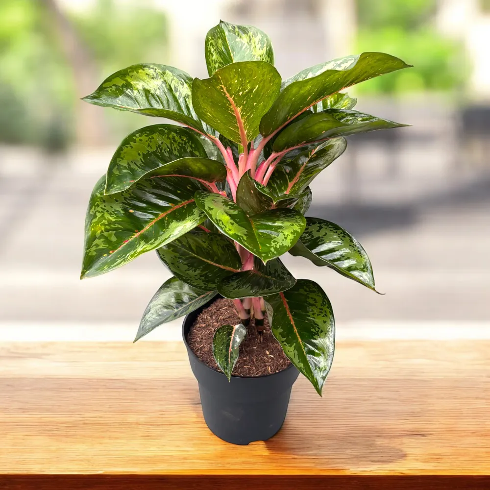 Aglaonema ‘Camo Rubina’ XL – piesa exotica de colectie