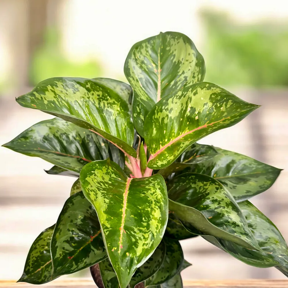 Aglaonema ‘Camo Rubina’ XL – piesa exotica de colectie