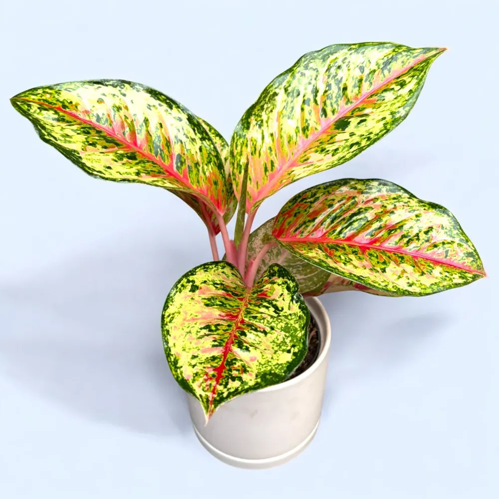 Aglaonema ‘Carnival Queen’ - explozie tropicala de culoare