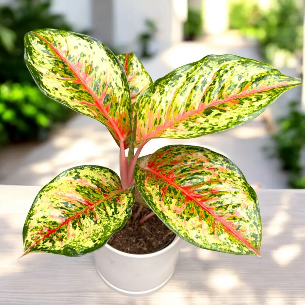 Aglaonema ‘Carnival Queen’ - explozie tropicala de culoare