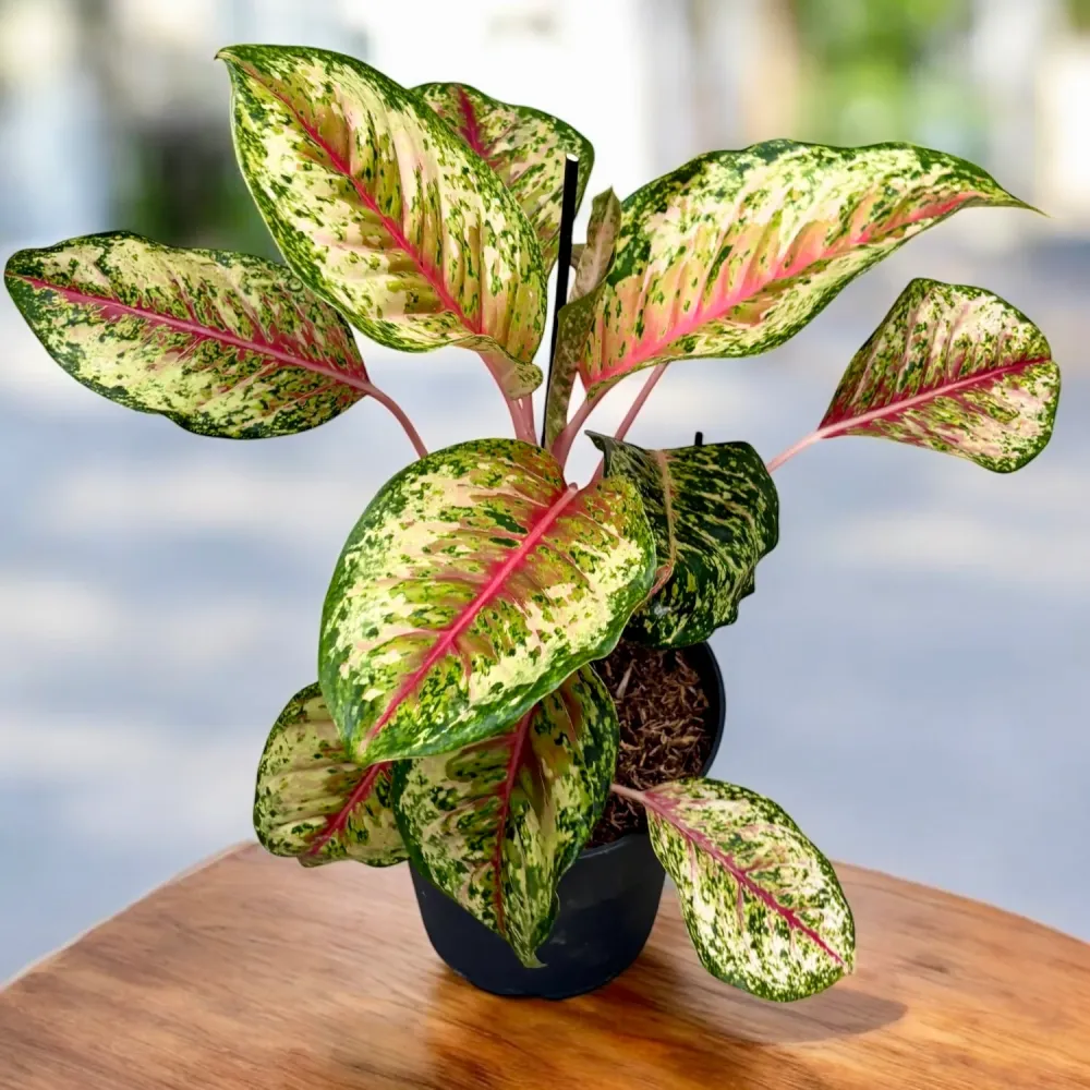 Aglaonema ‘Carnival Queen’ - explozie tropicala de culoare, varianta XL