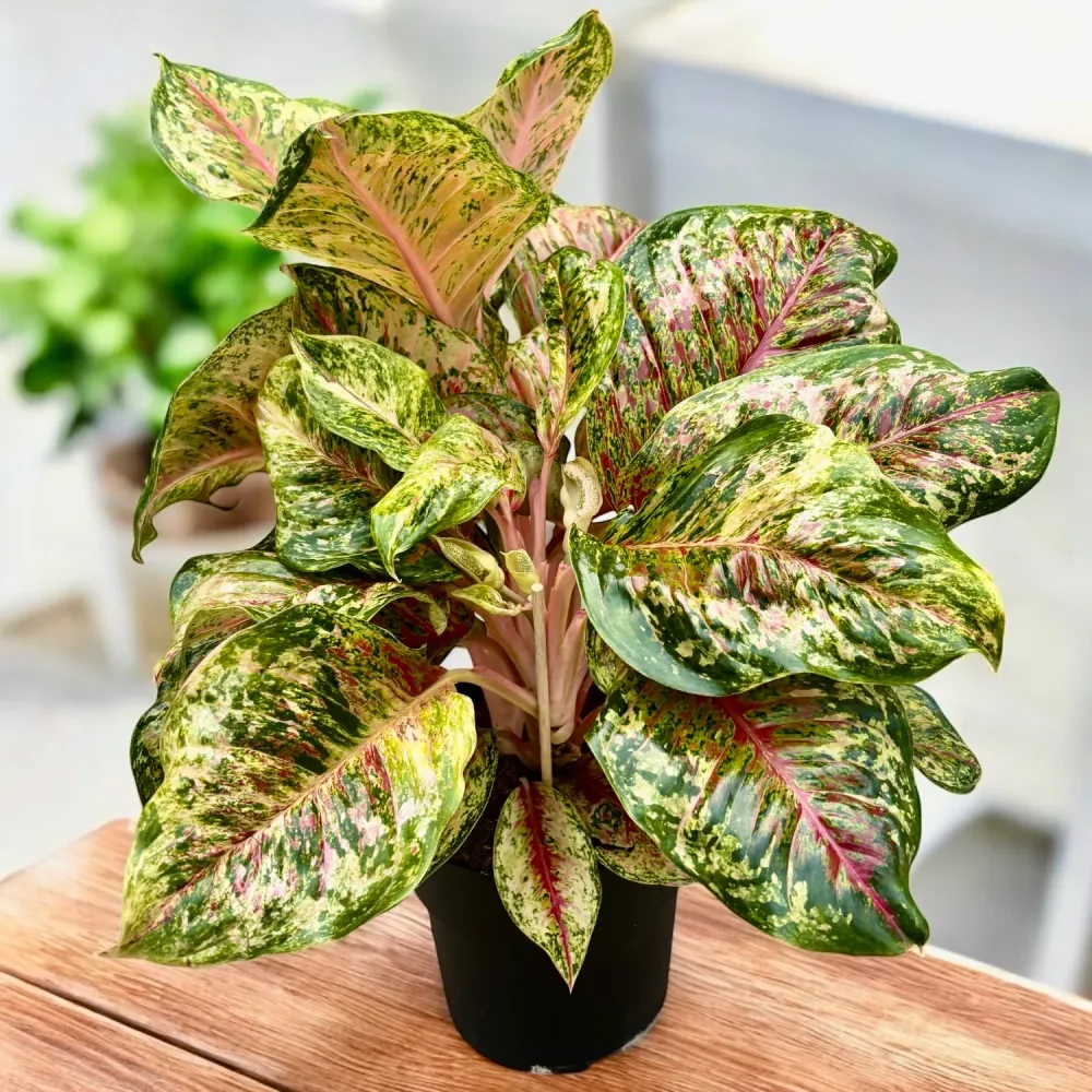 Aglaonema ‘Carnival Queen’ - explozie tropicala de culoare, varianta XL