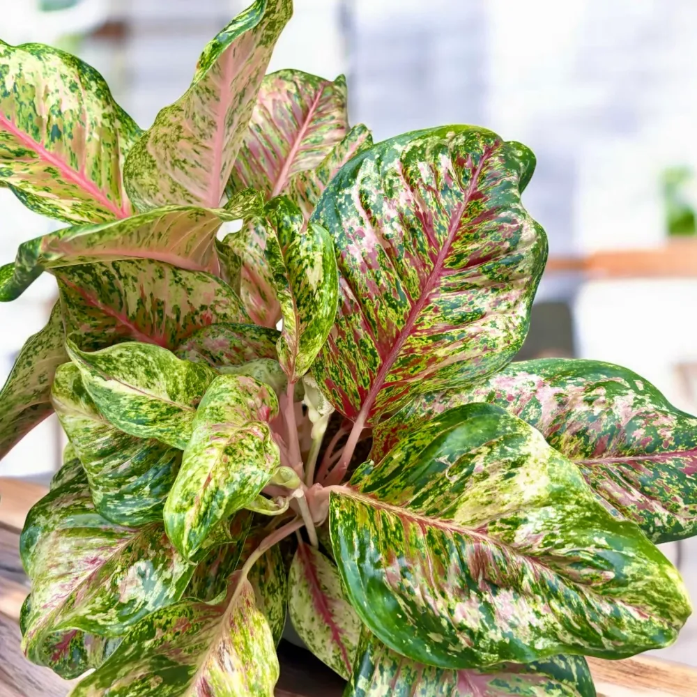 Aglaonema ‘Carnival Queen’ - explozie tropicala de culoare, varianta XL