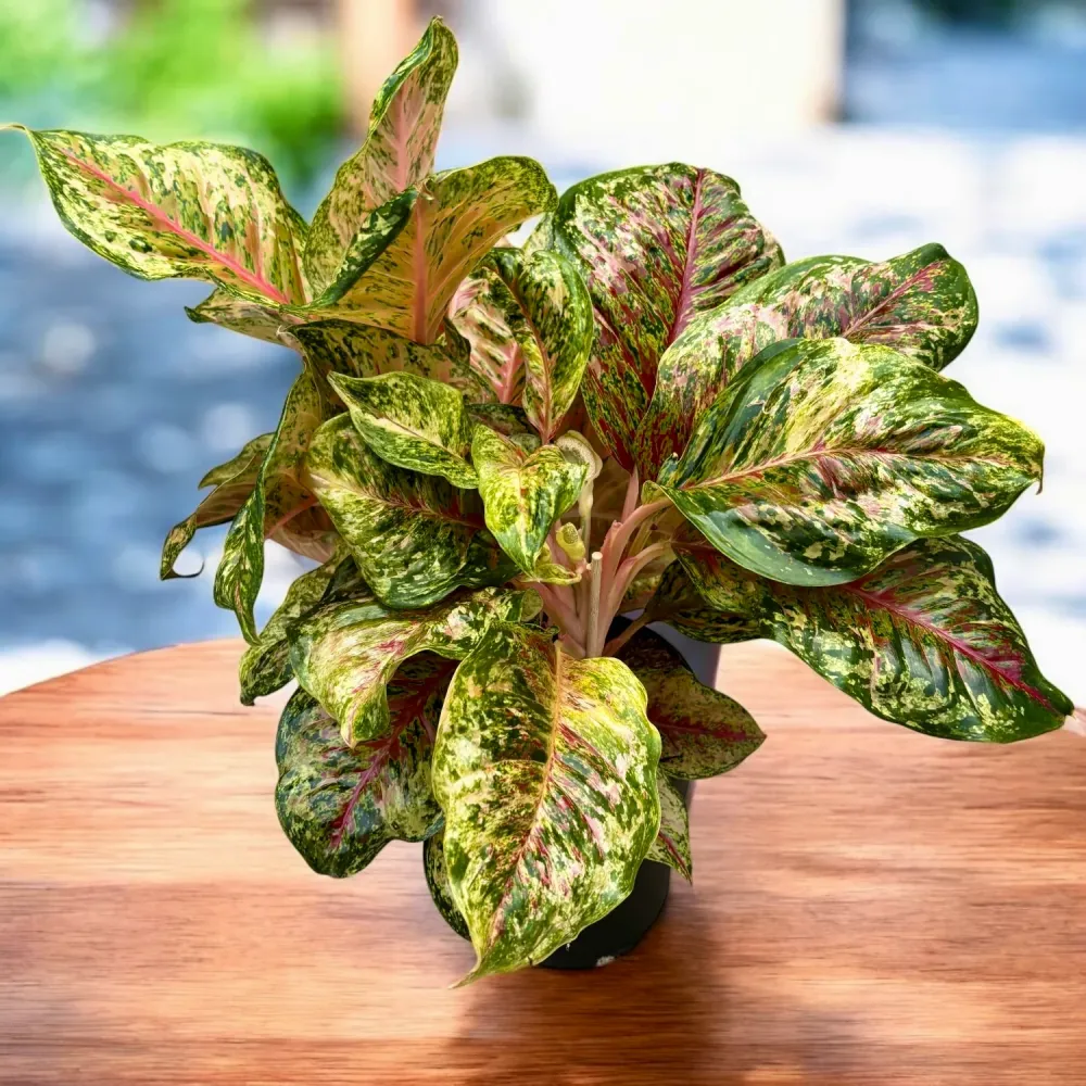 Aglaonema ‘Carnival Queen’ - explozie tropicala de culoare, varianta XL