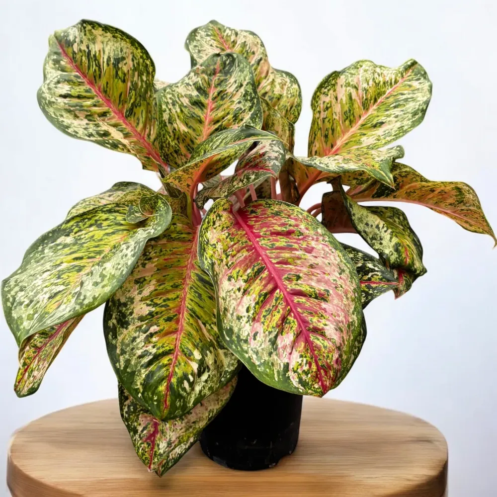 Aglaonema ‘Carnival Queen’ - explozie tropicala de culoare, varianta XL