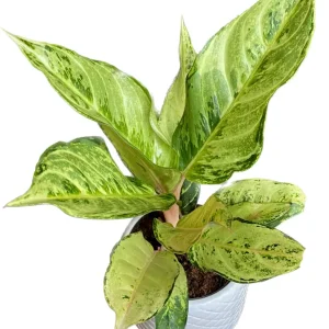 Aglaonema 'Chartreuse Pretty'