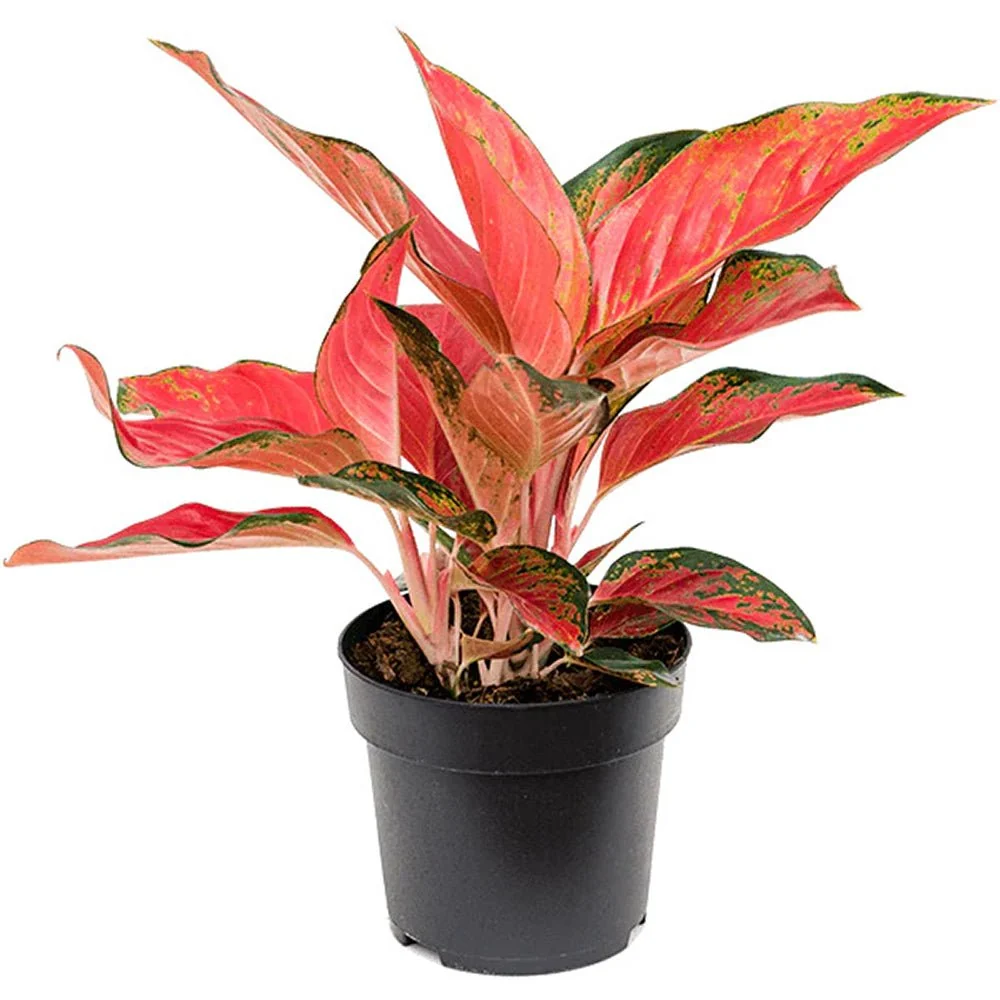 Aglaonema Cherry Baby, 30 cm, cu frunzis rosu-corai, planta tropicala exotica, purificatoare de aer, usor de ingrijit