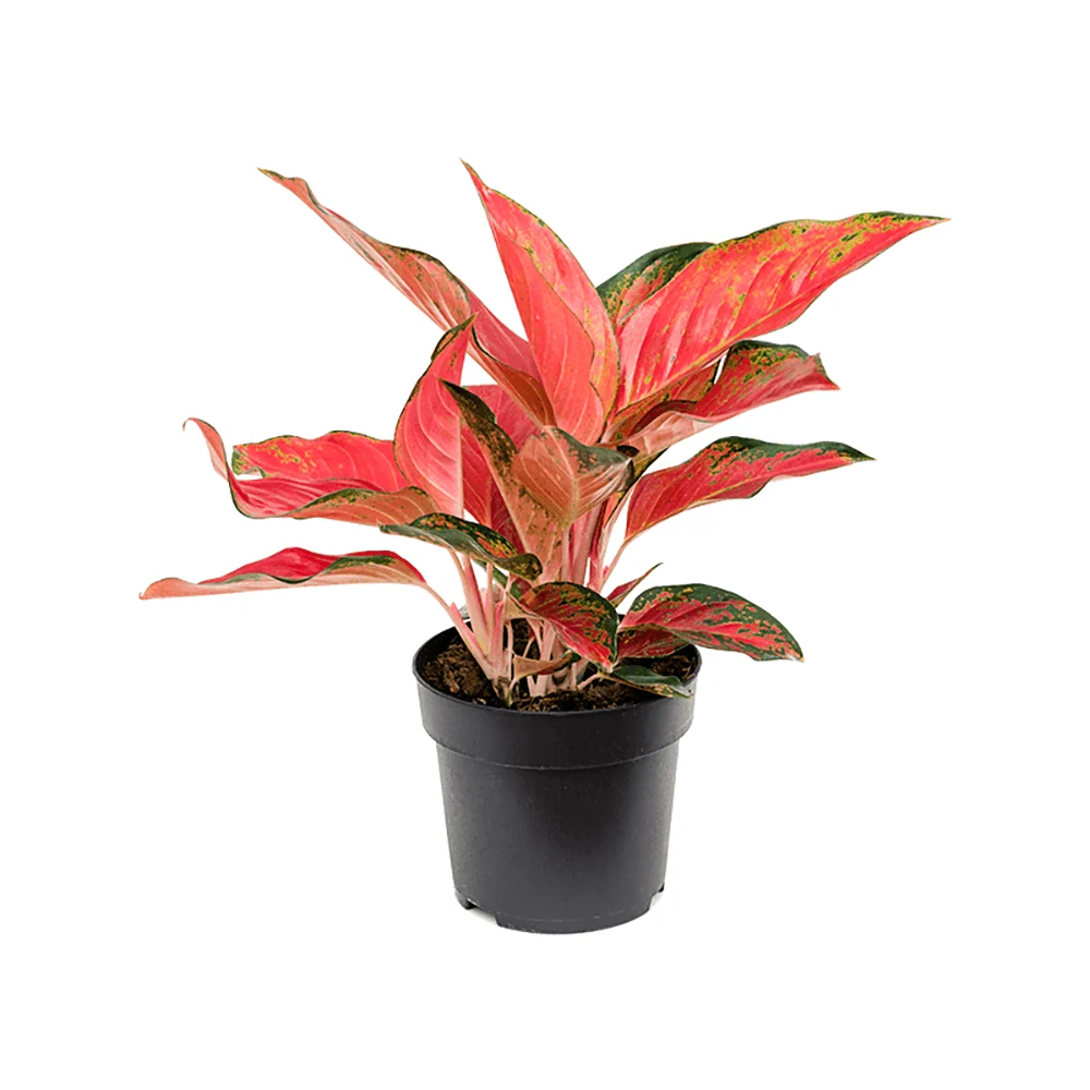 Aglaonema Cherry Baby, cu frunzis rosu-corai, planta tropicala exotica, purificatoare de aer, usor de ingrijit - 35 cm