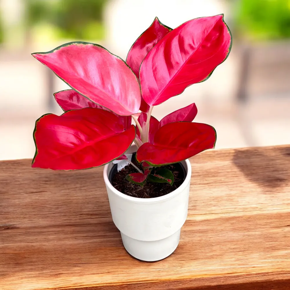 Aglaonema ‘China Red’ (Chili Red) – planta exotica cu frunzis vibrant
