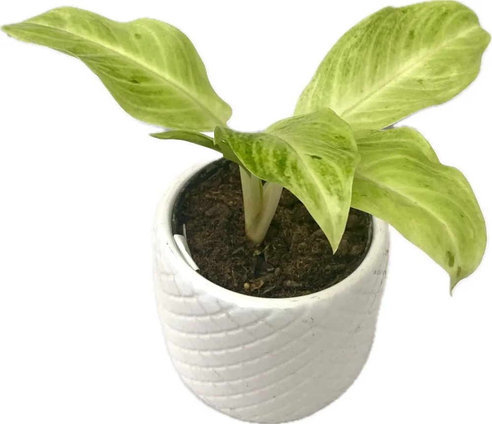 Aglaonema 'Citronelle'