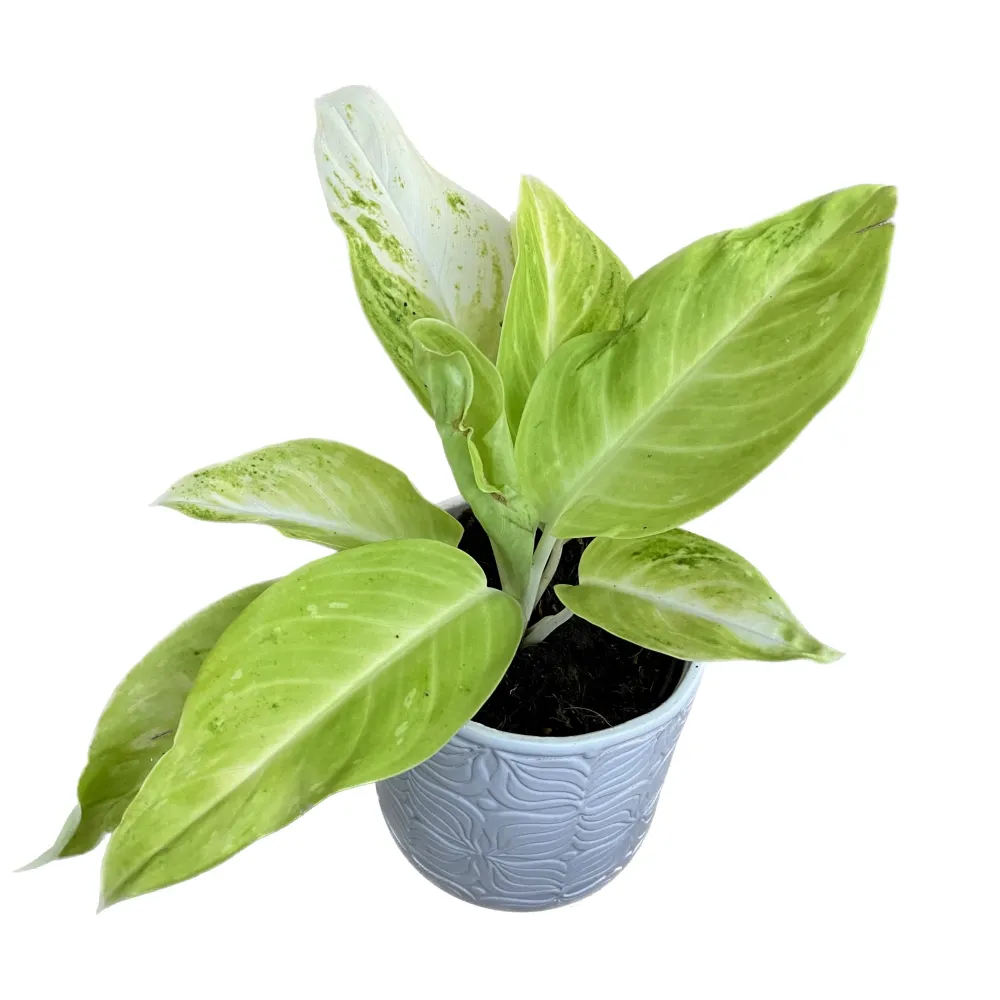 Aglaonema 'Citronelle'