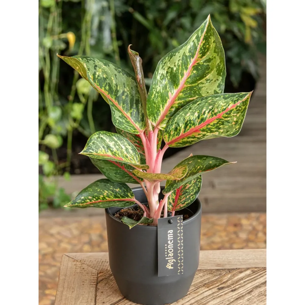 Aglaonema 'Cocomelon'