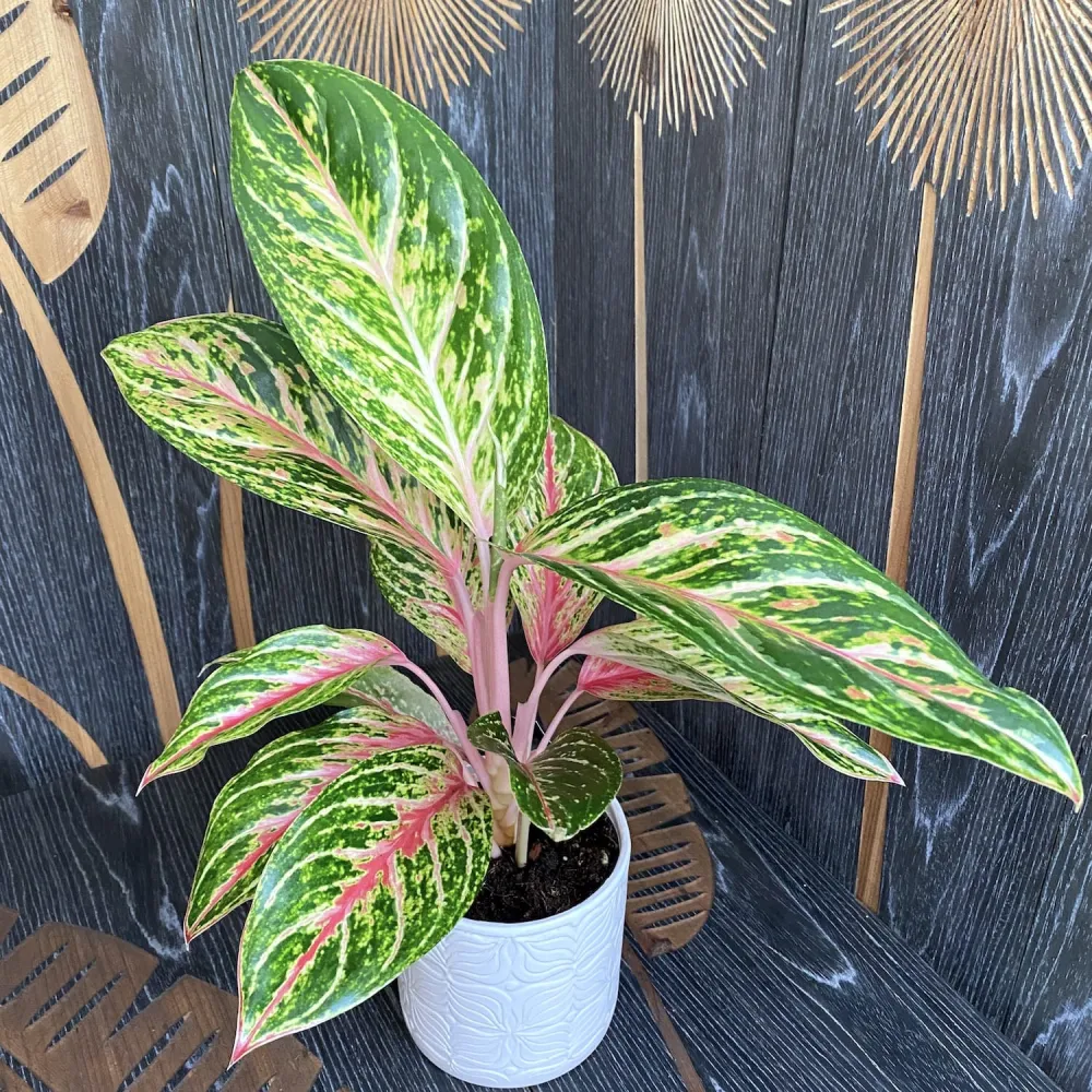 Aglaonema 'Cocomelon'