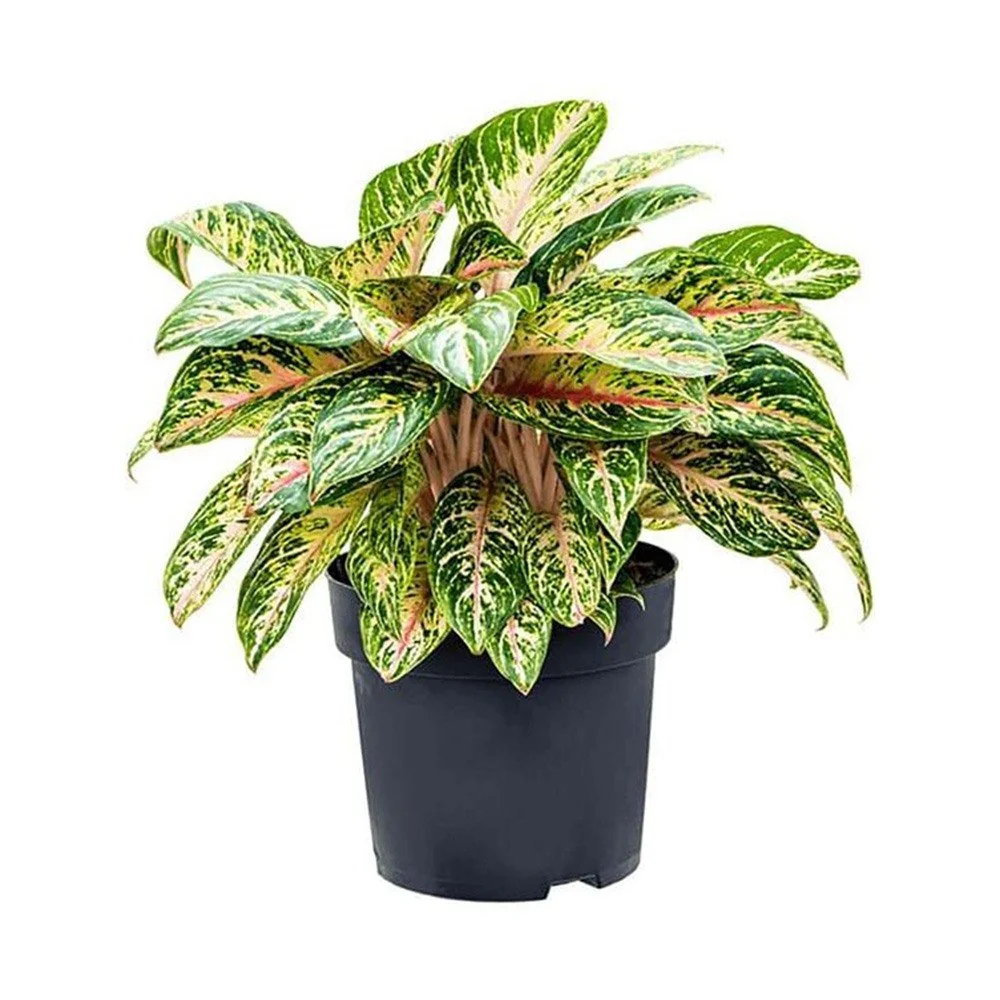 Aglaonema Cocomelon, 45 cm, frunze cu nuante de verde-somon, decorativ, planta tropicala exotica, purificatoare de aer, us...