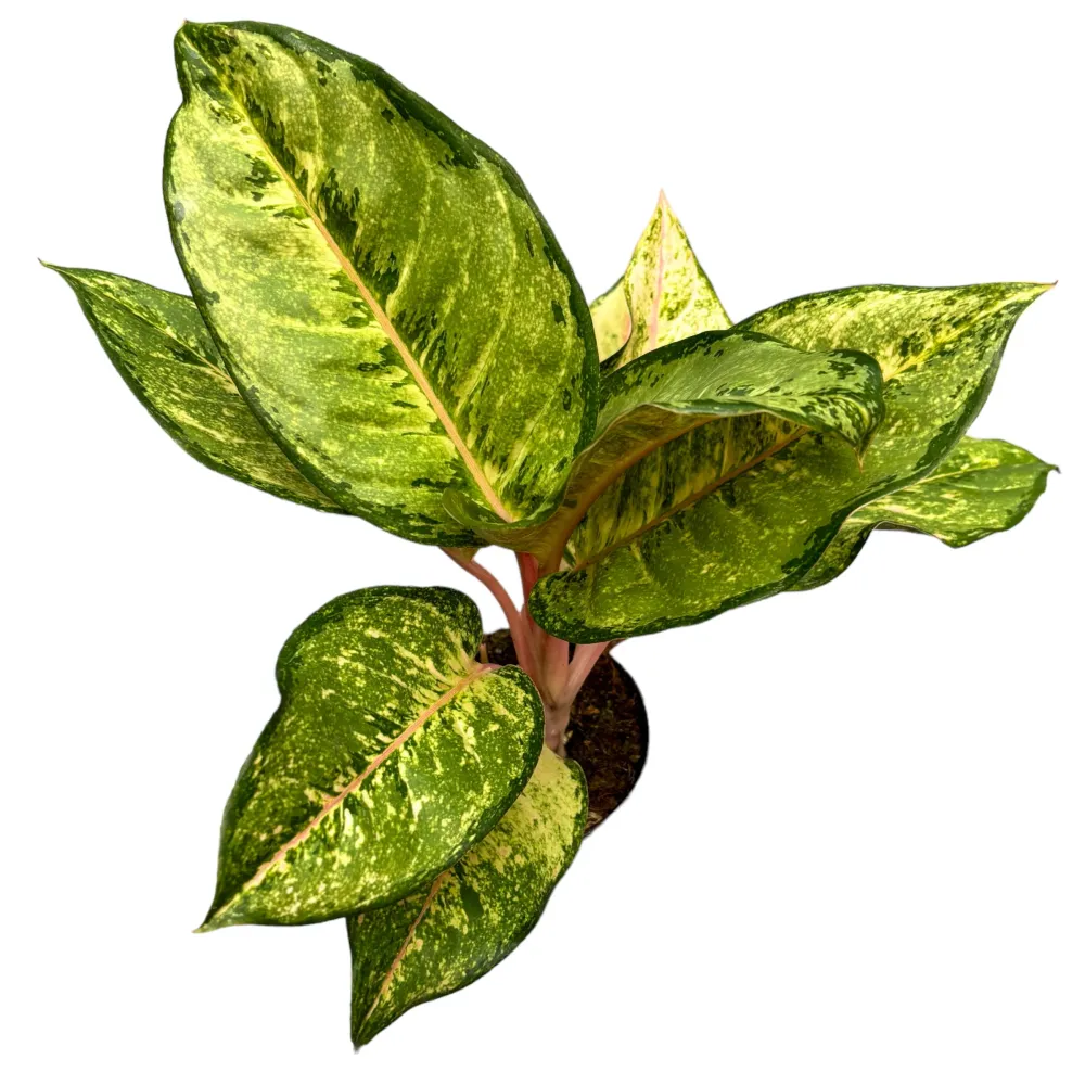 Aglaonema 'Corn Silk’