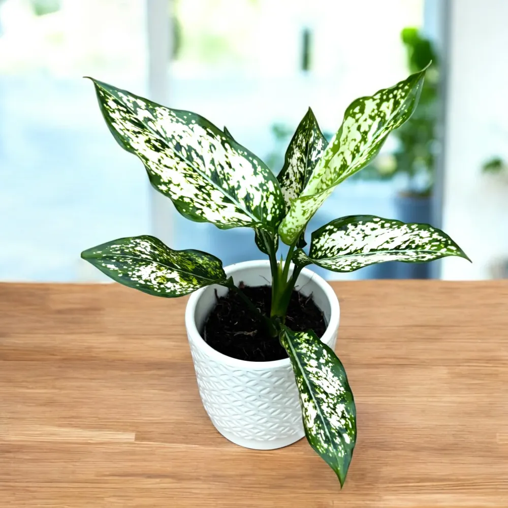 Aglaonema costatum 'First Diamond' D9