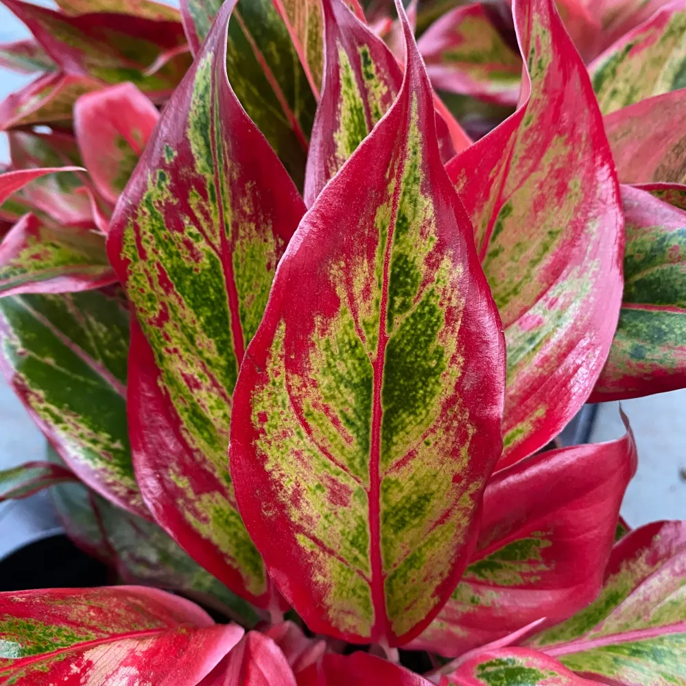 Aglaonema 'Crete Flame' 2pp - exemplare XL