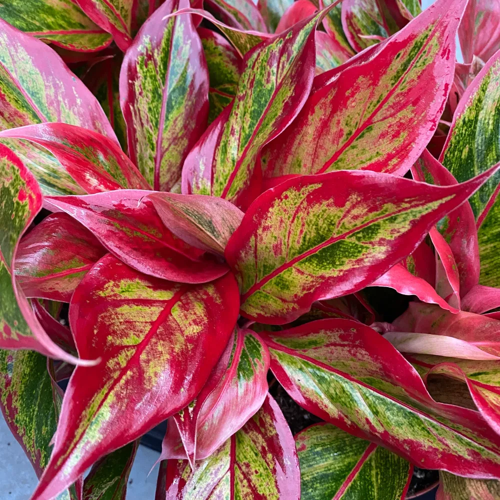 Aglaonema ‘Crete Flame’ (Red Fire) – frunzis spectaculos nuante intense de rosu si verde