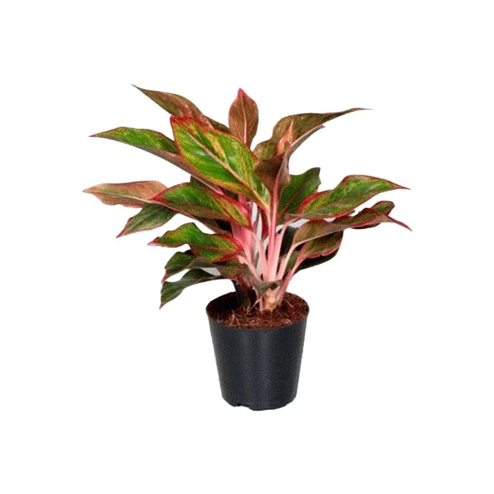 Aglaonema Crete, 35 cm, cu frunze rosii-verzi, planta tropicala exotica, purificatoare de aer, usor de ingrijit