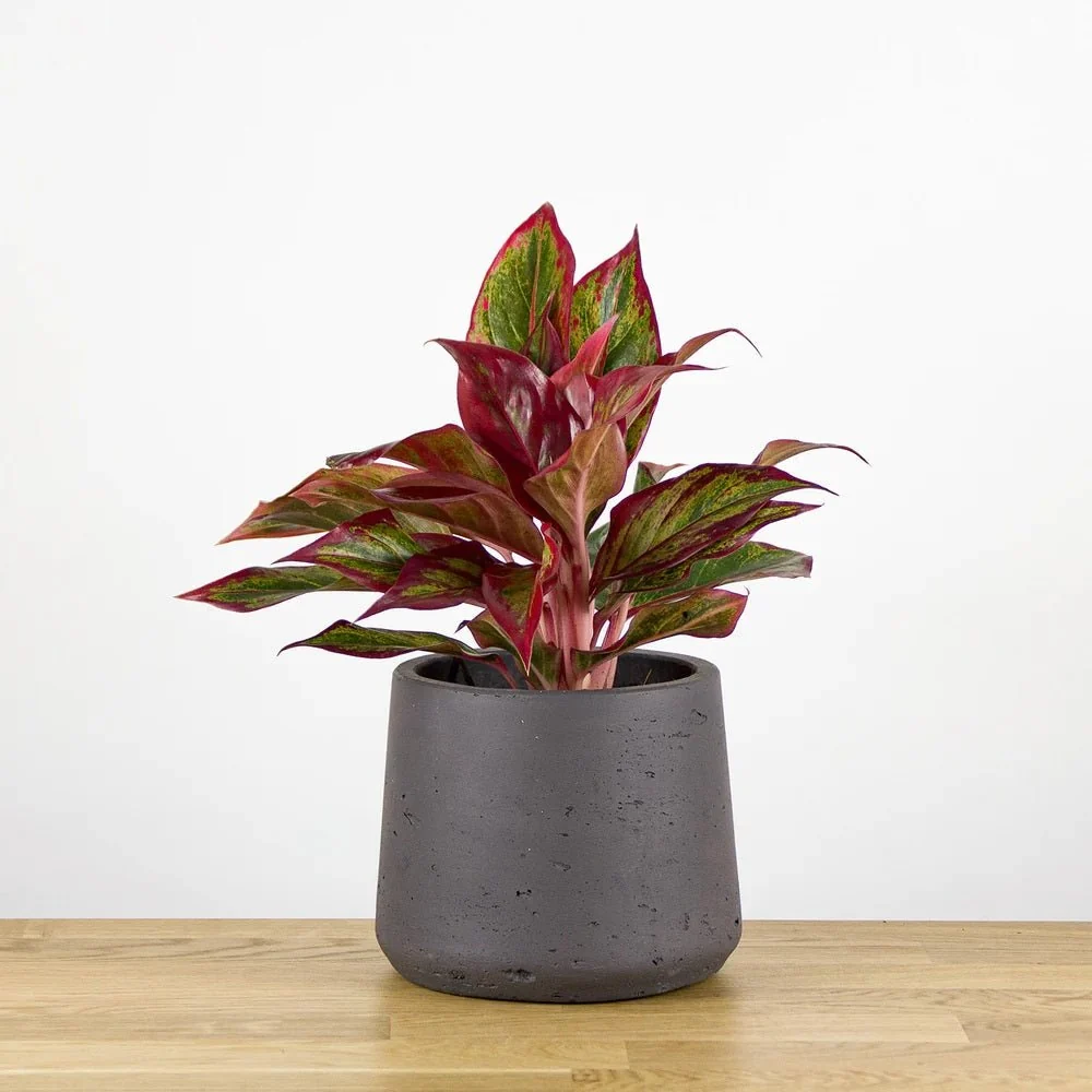 Aglaonema Crete, 35 cm, cu frunze rosii-verzi, planta tropicala exotica, purificatoare de aer, usor de ingrijit